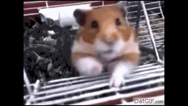 Упоротый хомяк