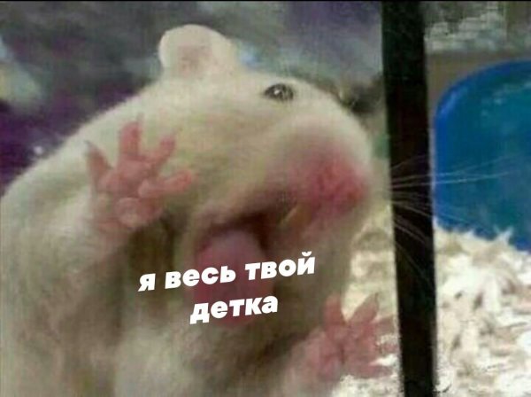 Хомяк показывает язык
