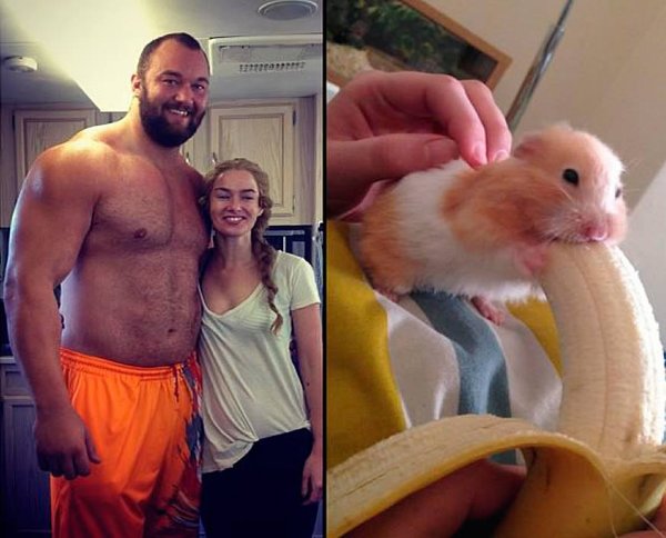 Хомяк и огромный банан