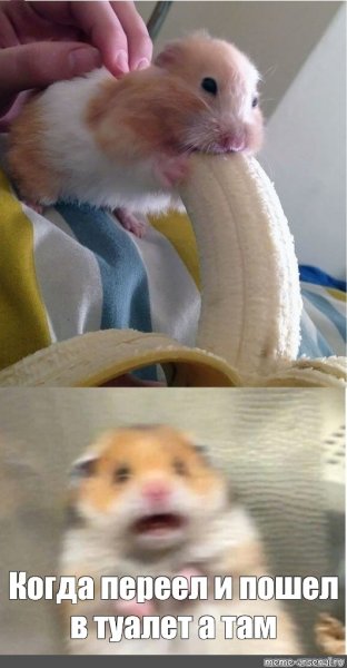Хомяк и банан Мем