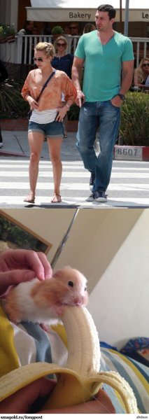 Хомяк и банан