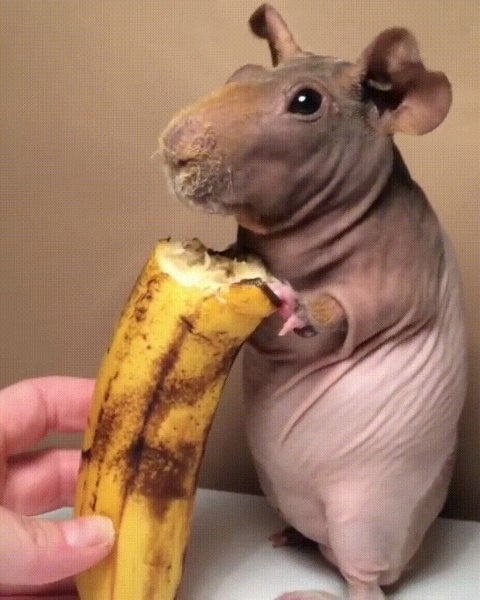 Хамян с бананом