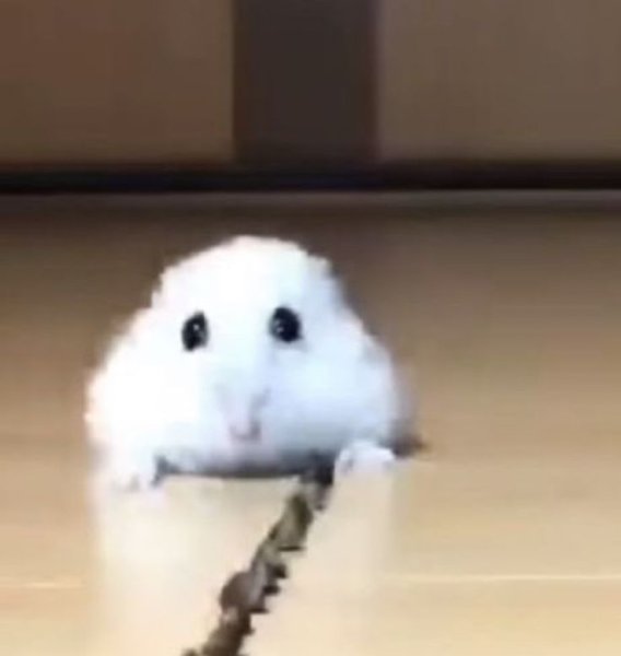 Грустный хомяк