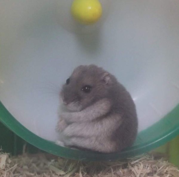 Грустный хомячок