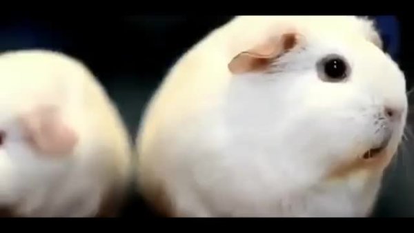 Грустный хомяк