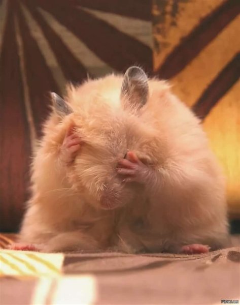 Обиженный хомяк