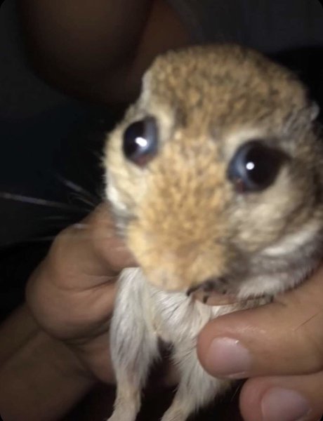 Хомяк с большими глазками