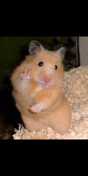 Рыжий хомячок фото