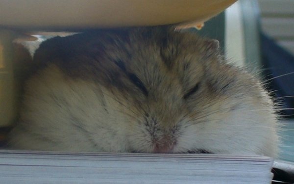 Злой хомяк джунгарик