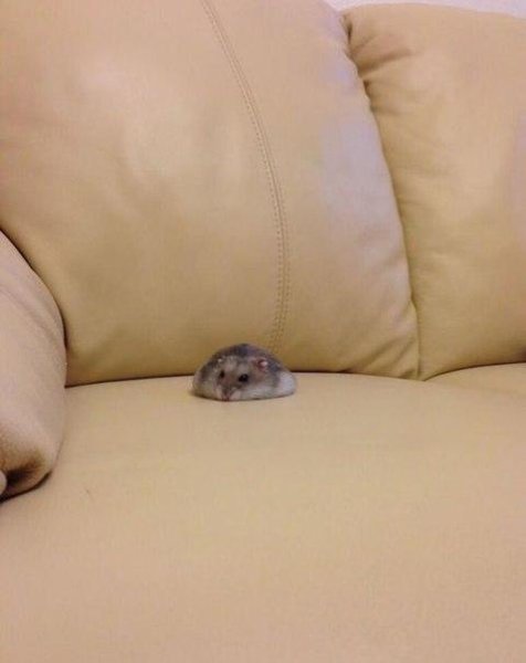 Хомячок плачет