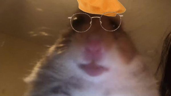 Хомяк селфи