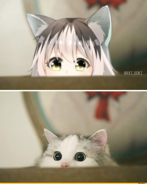 Аниме кошки