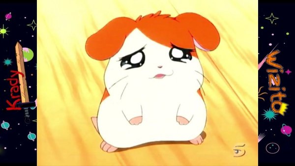 Хомяк хамтаро