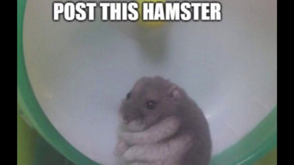 Грустный хомяк