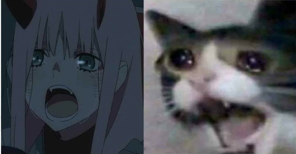 Кот из мемов аниме