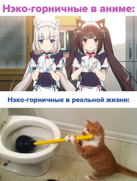 Аниме кошачий рай какао