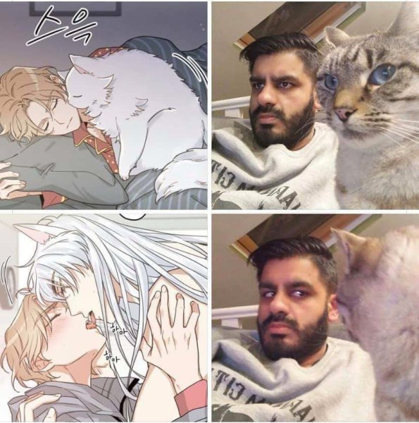 Превращение в кота