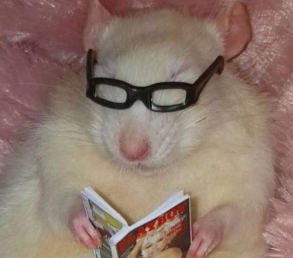 Крыса в очках