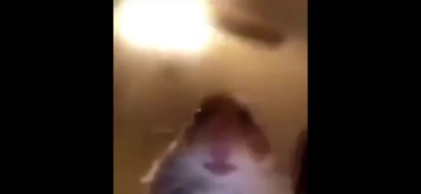 Хомяк в камере