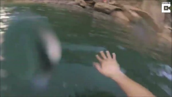 Шрек навсегда давай рычи