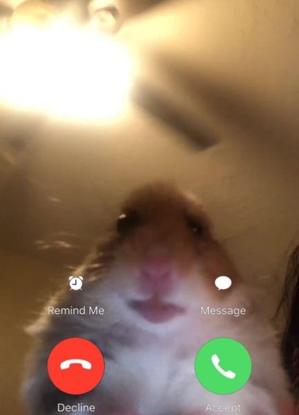 Хомяк в звонке