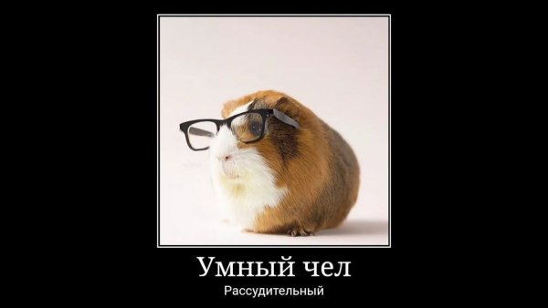 Деловой хомяк