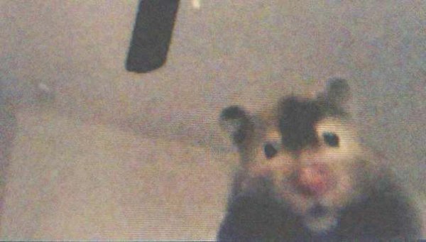 Хомяк селфи