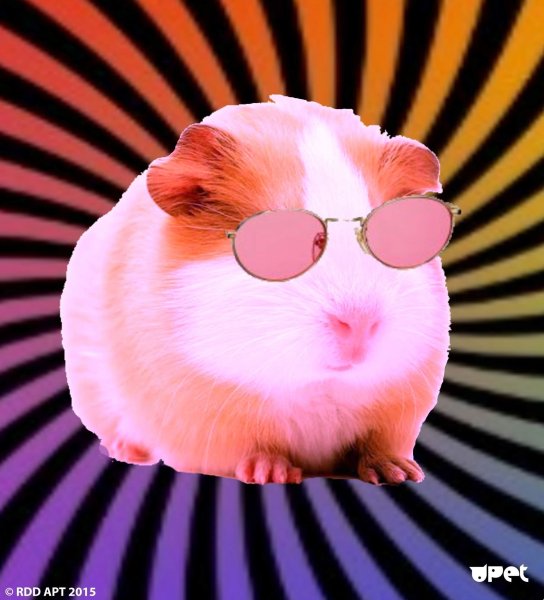 Крутой хомяк