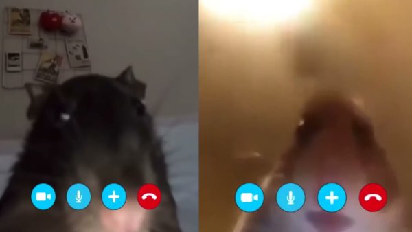 Хомяк видеозвонок