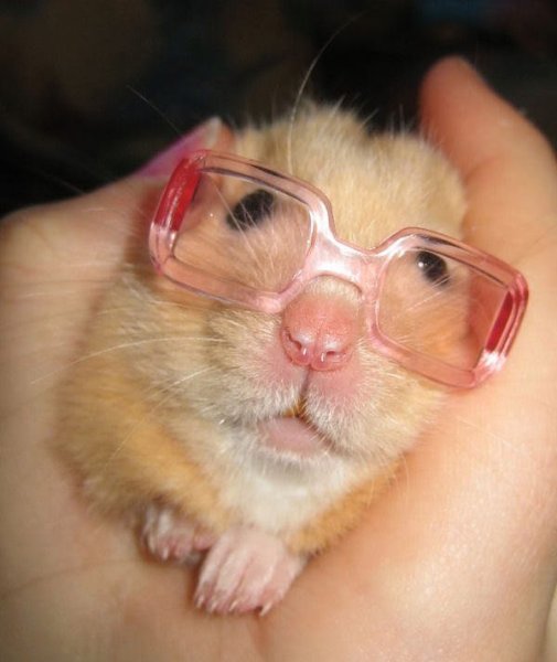 Крыса в очках