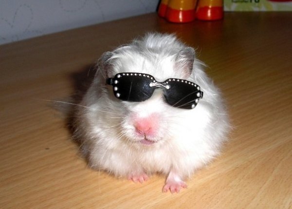 Тупой хомяк