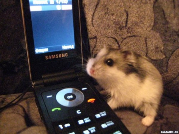 Хомячок с телефоном