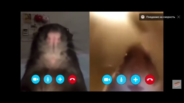 Мем хомяк звонит