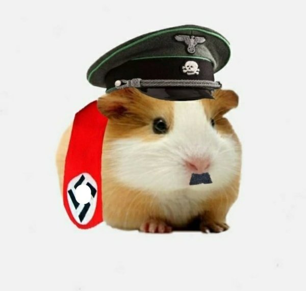 Хомяк Адольф Гитлер