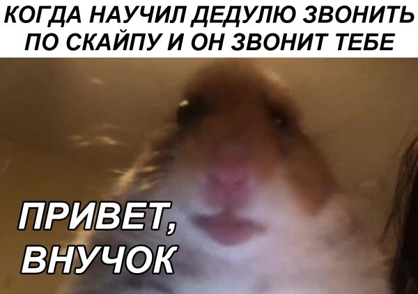 Смешные хомяки мемы