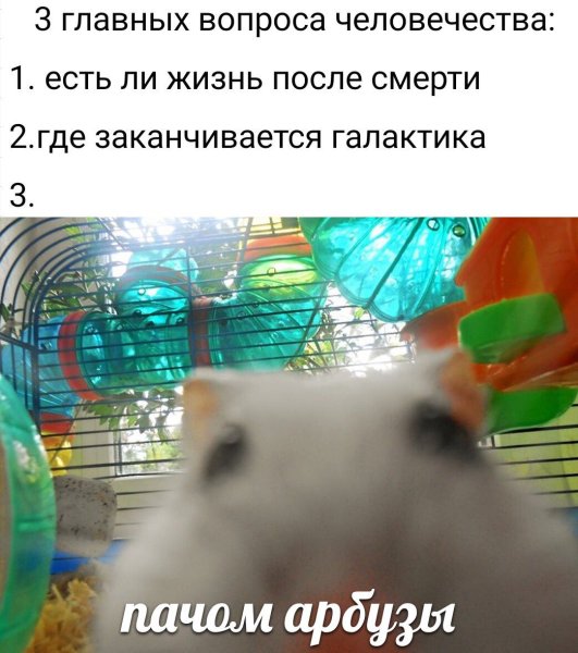 Мемы с хомяками
