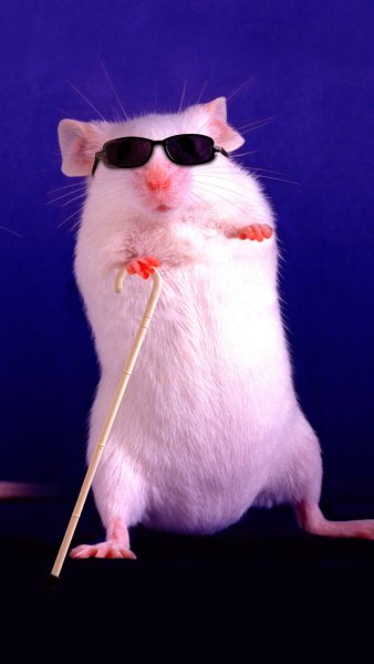 Смешная мышь