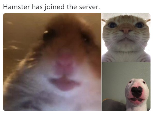 Мемы с хомяками