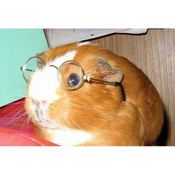 Прикольные морские свинки