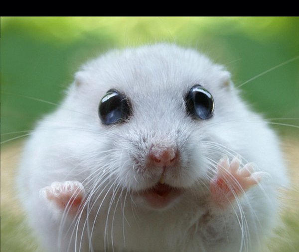 Джунгарский хомячок