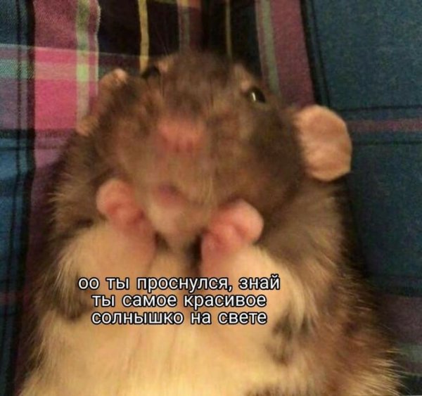 Удивленный хомяк