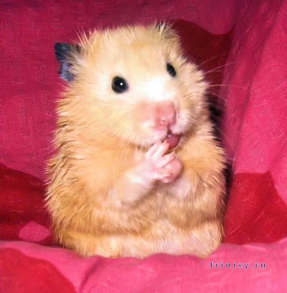 Милый хомячок