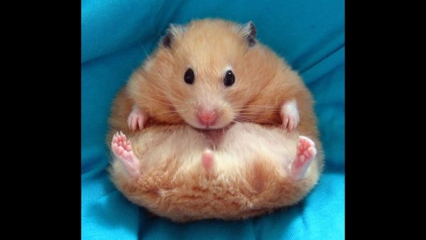 Толстый хомяк