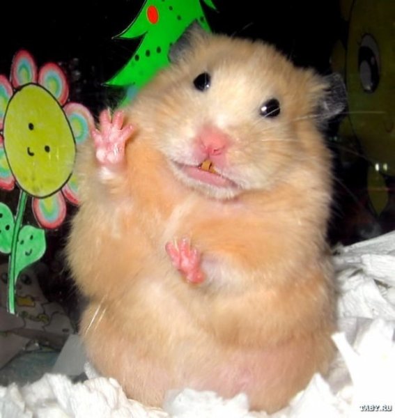 Крутой хомяк