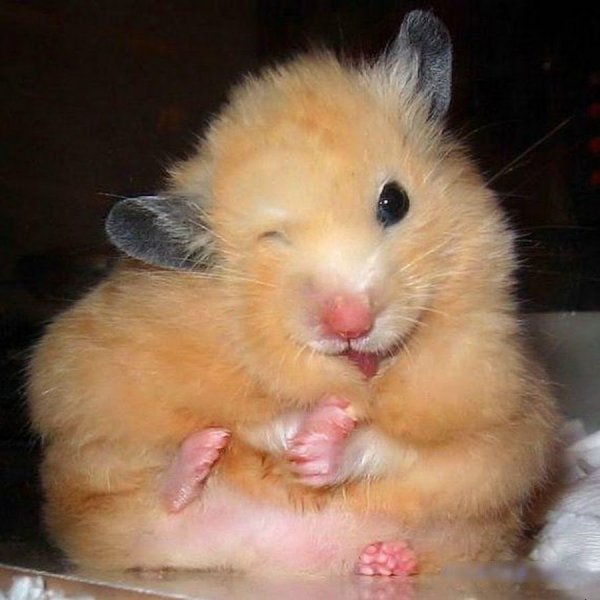 Забавные хомячки