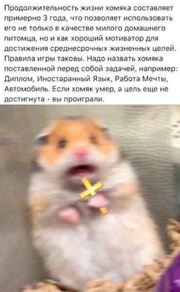 Мемы с хомяками