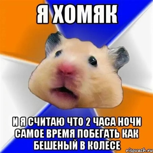 Тупой хомяк