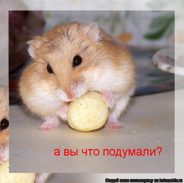 Хомячок смешной с надписями