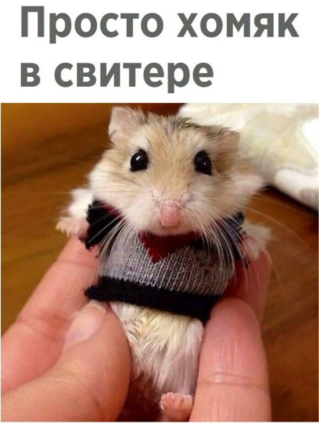 Джунгарский хомячок