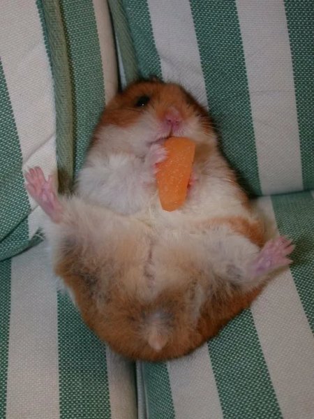 Ржачные хомяки